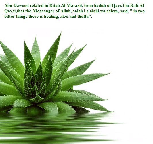 Khasiat Aloe Vera Forever Living