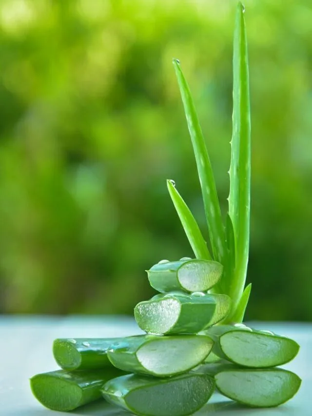 Selamat datang ke dunia penjagaan kulit secara alami dan berkesan dengan keajaiban Aloe Vera!