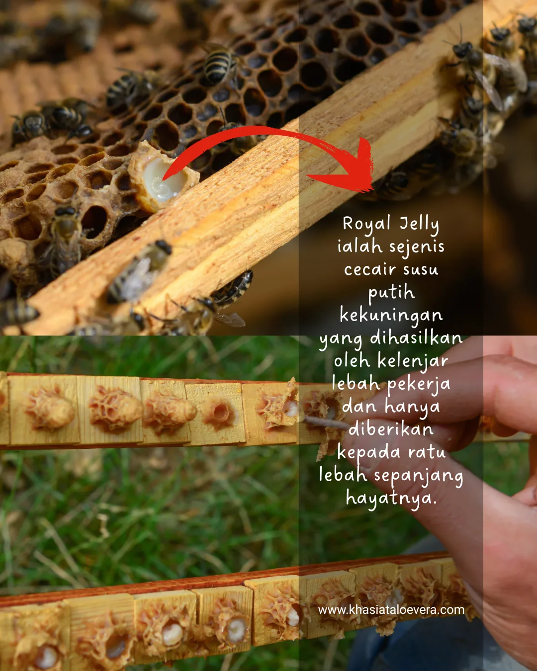 Royal Jelly – Rahsia Tenaga dan Kesuburan daripada Ratu Lebah