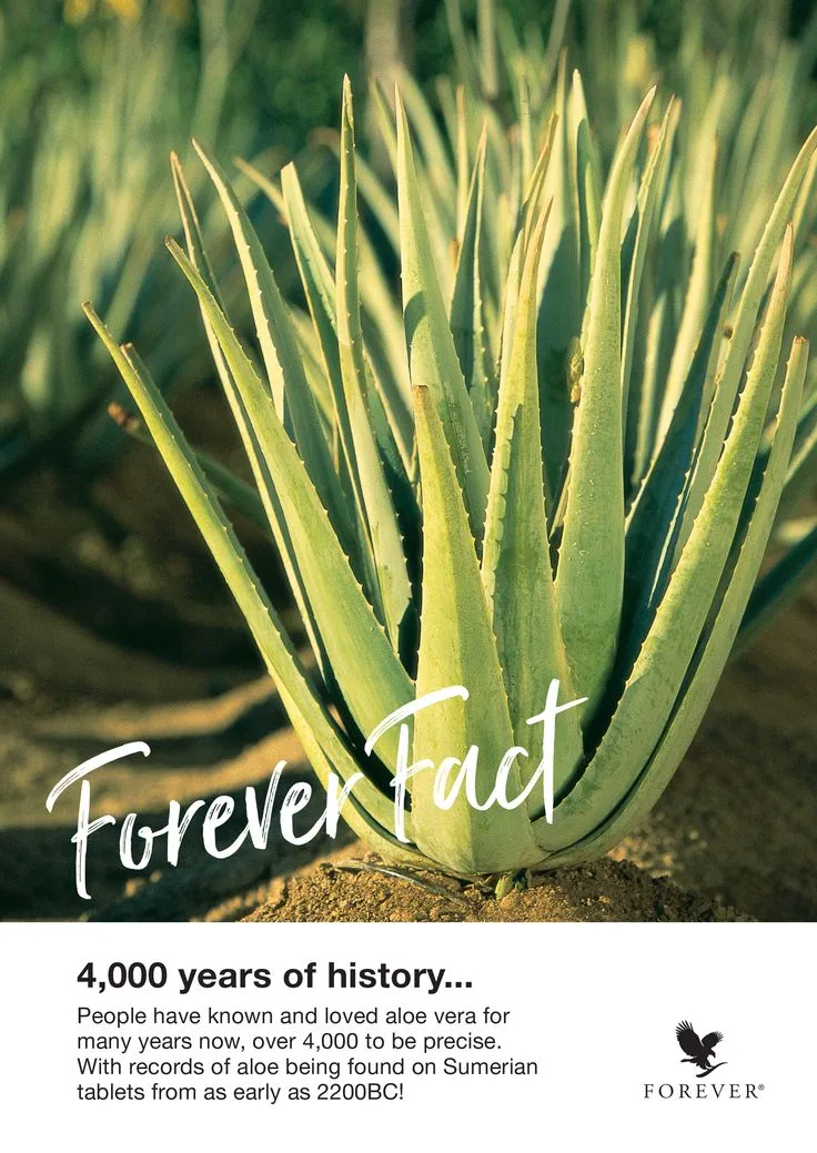 Gaya Aloe – The Aloe Way