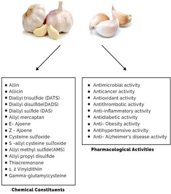 Rahsia Semulajadi Kuatkan Imun & Legakan Pernafasan